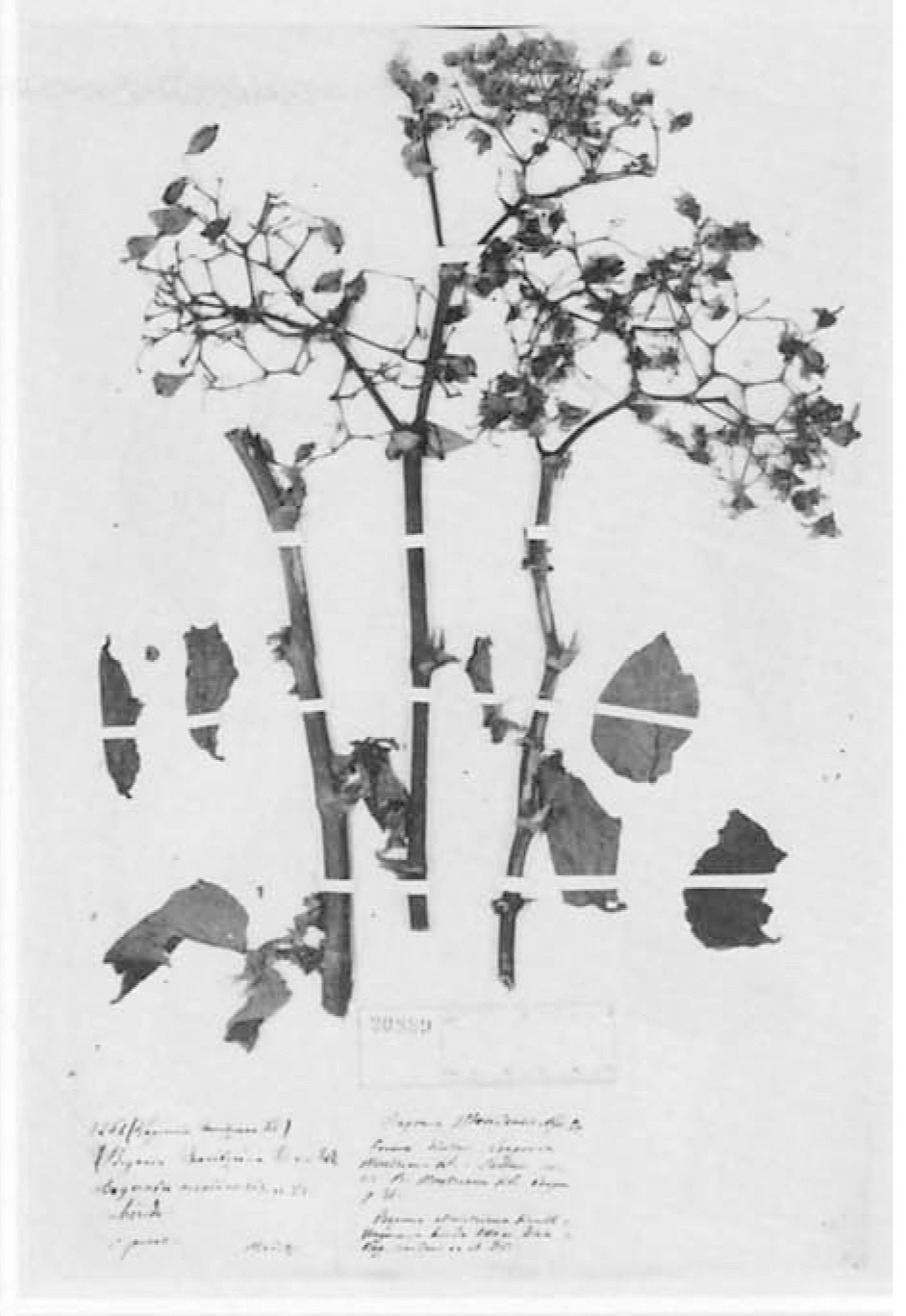 B. meridensis